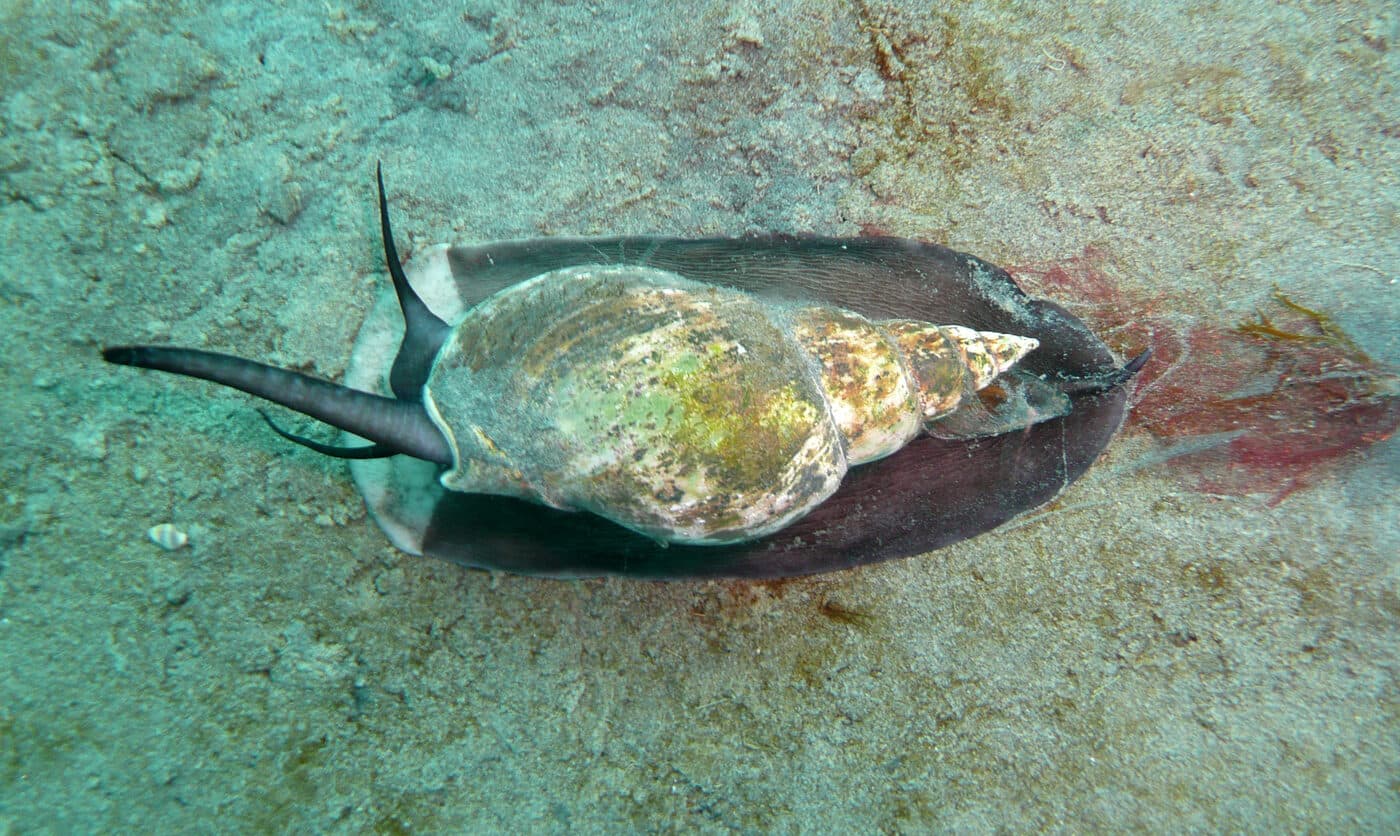 Patagonian marine gastropod