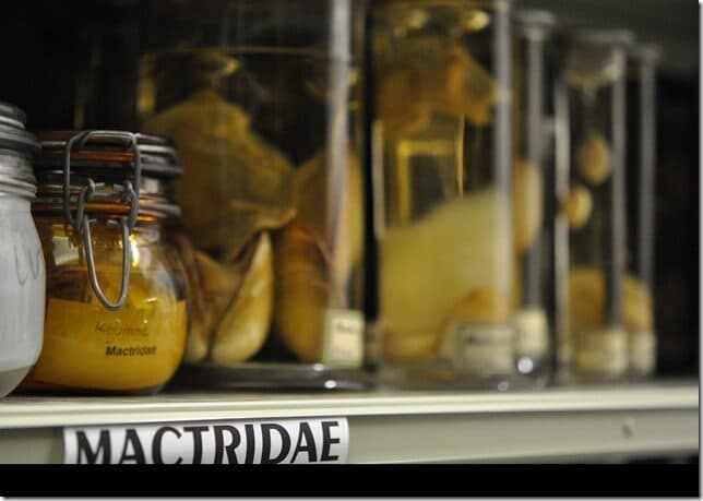 Marine invertebrate collection