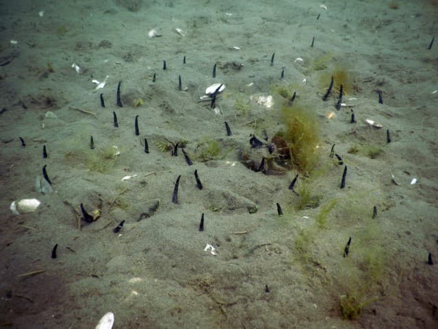 Benthic Ecology